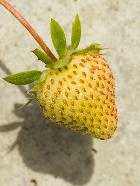 Unripe strawberry in a farm Stock photo © michaklootwijk