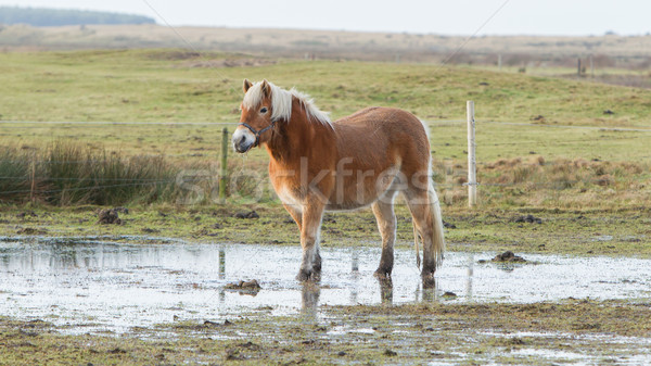 Horse standing in a pool after days of raining Stock photo © michaklootwijk
