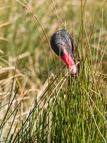 Noir cygne manger herbe tête [[stock_photo]] © michaklootwijk