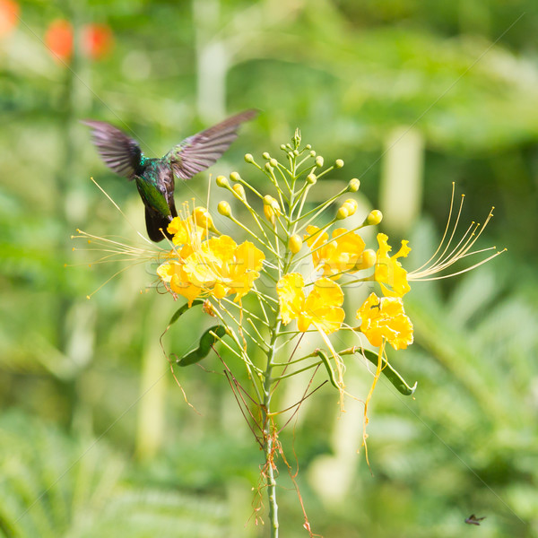 Antillean Crested Hummingbird (Orthorhyncus cristatus) Stock photo © michaklootwijk