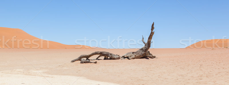 Dead acacia trees and red dunes of Namib desert Stock photo © michaklootwijk