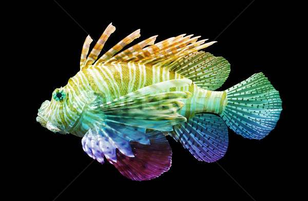 Pterois volitans, Lionfish - Isolated on black Stock photo © michaklootwijk