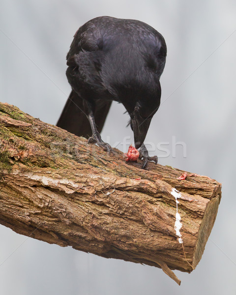 Black crow eating Stock photo © michaklootwijk