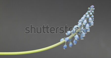 Grape hyacinth with red background Stock photo © michaklootwijk