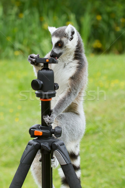 Ring-tailed lemur sitting on tripod Stock photo © michaklootwijk