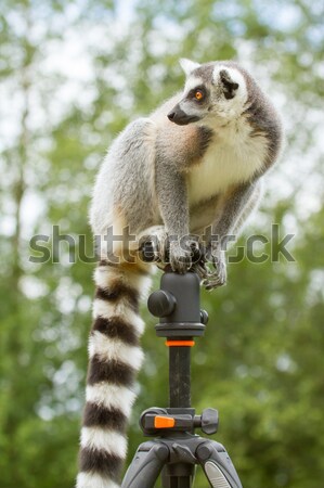 Sessão cativeiro olho beleza macaco Foto stock © michaklootwijk