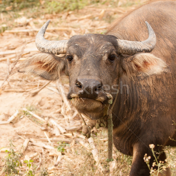 Curious adult water buffalo closeup Stock photo © michaklootwijk