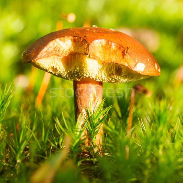 Forest mushroom in the grass Stock photo © michaklootwijk