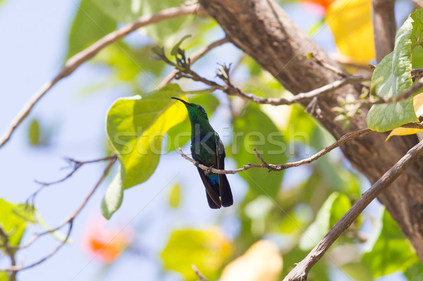 Antillean Crested Hummingbird (Orthorhyncus cristatus) Stock photo © michaklootwijk