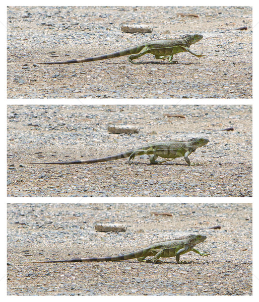 Green Iguana (Iguana iguana) walking Stock photo © michaklootwijk