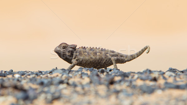Namaqua Chameleon hunting in the Namib desert Stock photo © michaklootwijk