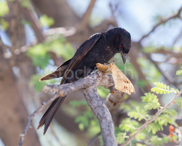 Fork-tailed Drongo eating a large insect  Stock photo © michaklootwijk