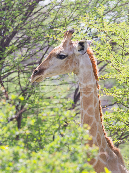 Giraffe in Etosha, Namibia Stock photo © michaklootwijk