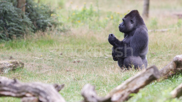 Foto stock: Prata · masculino · gorila · montanha · preto