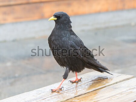 Alpine Chough (Pyrrhocorax graculus) Stock photo © michaklootwijk