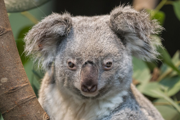 Koala ayı seçici odak doğa yaprak Stok fotoğraf © michaklootwijk