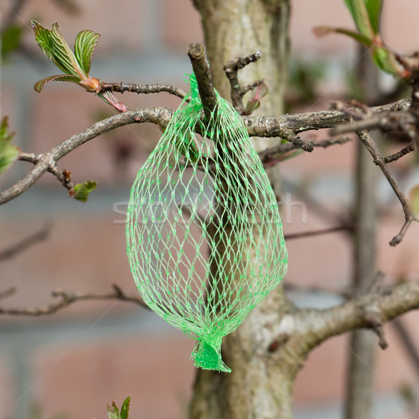 Vogelfutter leer net hängen Garten selektiven Fokus Stock foto © michaklootwijk