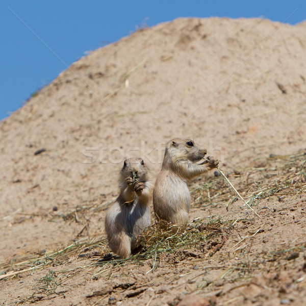 Two young black-tailed prairie marmot (Cynomys Ludovicianus) Stock photo © michaklootwijk