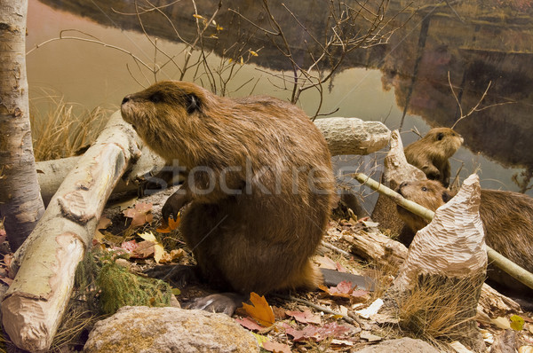 Arbeiten drei Fluss Bank Wasser Baum Stock foto © michelloiselle