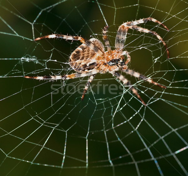 Teia da aranha aranha trabalhando teia espaço verde Foto stock © michelloiselle