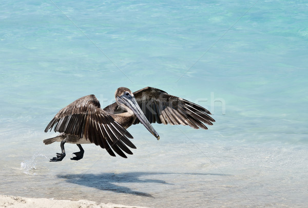 Hovering Pelican Stock photo © michelloiselle