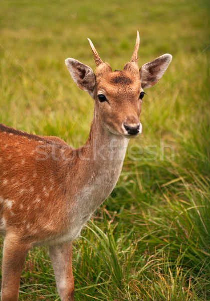 Roe deer Stock photo © michey