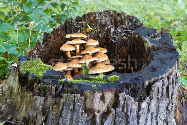 agaric honey fungus near stump in forest Stock photo © michey