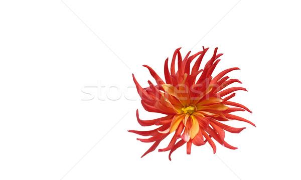 Roşu dalie floare abstract tapet izolat Imagine de stoc © michey