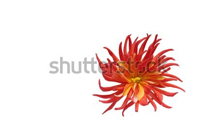 Fractal roşu dalie floare abstract tapet Imagine de stoc © michey