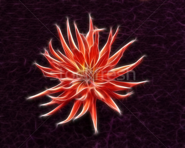 Fractal roşu dalie floare abstract tapet Imagine de stoc © michey