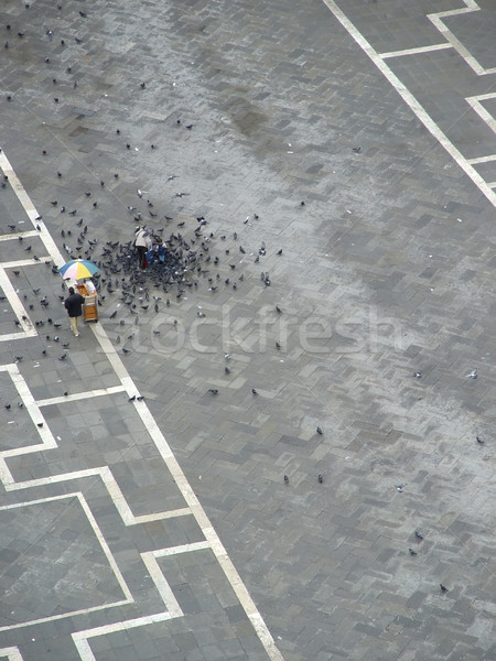 Téglák tér Velence madarak felső torony Stock fotó © michey