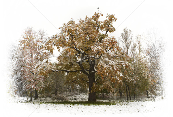 Allein Eiche erste unerwartet Schnee Herbst Stock foto © michey