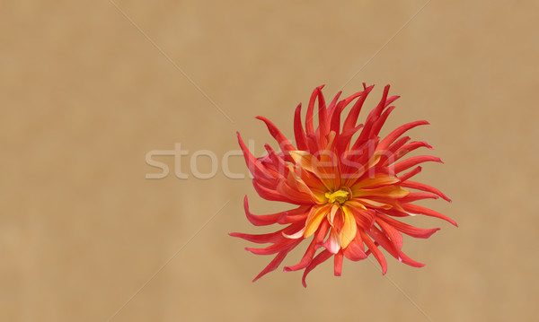 Czerwony dalia kwiat streszczenie fractal tapety Zdjęcia stock © michey