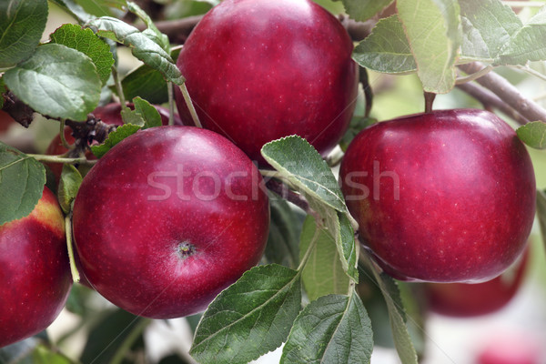 Rouge pommes alimentaire feuille fruits vert [[stock_photo]] © mikdam