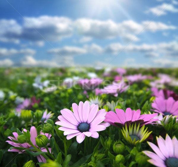 Legelő virágok égbolt természet szépség mező Stock fotó © mikdam