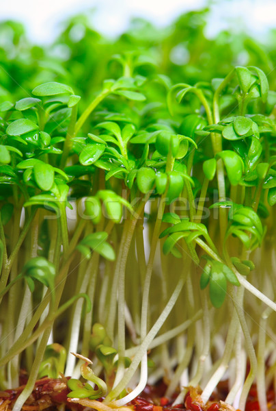 Stock photo: Growing salad mustard cress