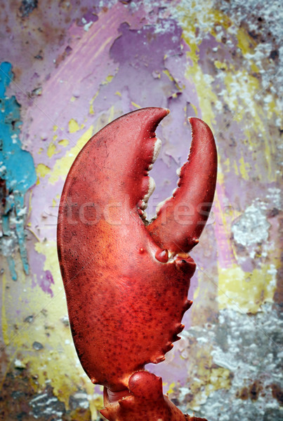Garra vermelho carne luxo lagosta frutos do mar Foto stock © mikdam