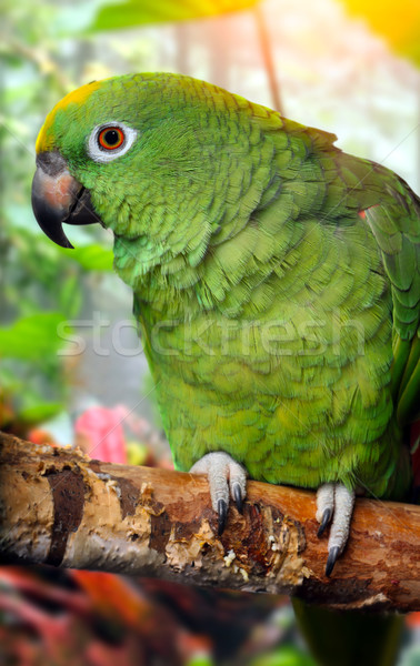 Amazona papagaio animal animais de estimação fundo branco Foto stock © mikdam