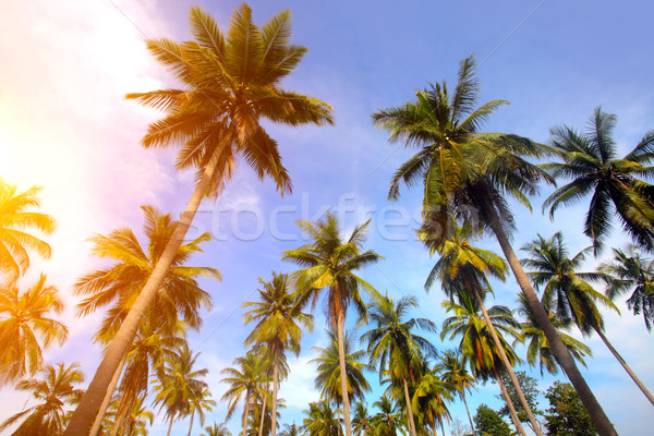 Palma wygaśnięcia lata zielone dzień światło słoneczne Zdjęcia stock © mikdam