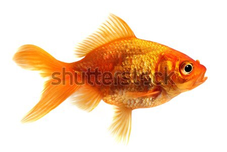 Goldfish in front of a white background Stock photo © mikdam
