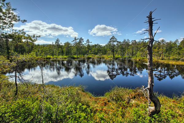 Stock photo: Swamp