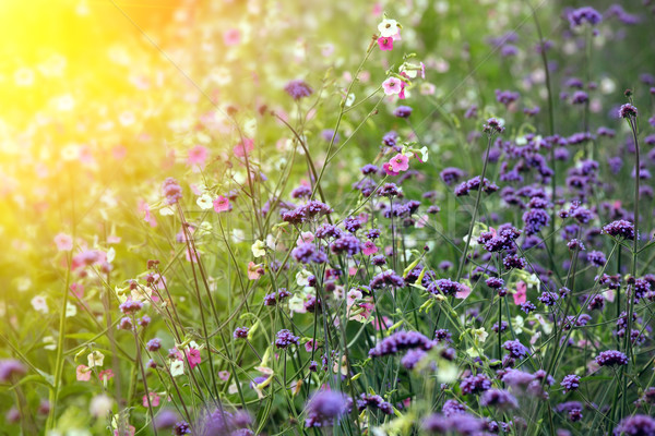Daisy bloemen voorjaar schemering gras Stockfoto © mikdam