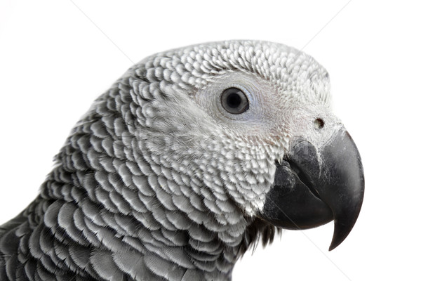 parrot isolated on white Stock photo © mikdam