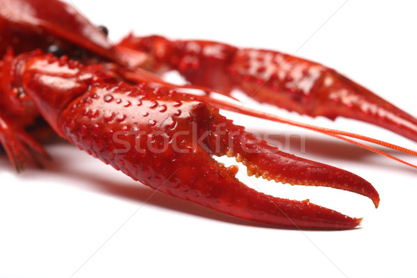 red crawfish on white background  Stock photo © mikdam