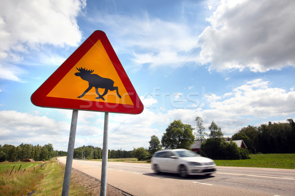 Eland teken Zweden zomer verkeer dier Stockfoto © mikdam