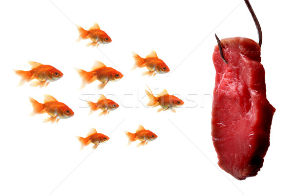 Goldfish patrząc przynęta odizolowany biały ryb Zdjęcia stock © mikdam