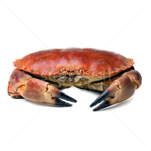 Crab shot alb fundal Imagine de stoc © mikdam