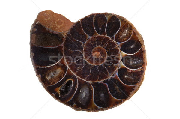 Jurassic-age ammonite Stock photo © mikdam