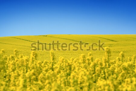 żółty dziedzinie oleju nasion wcześnie Zdjęcia stock © mikdam