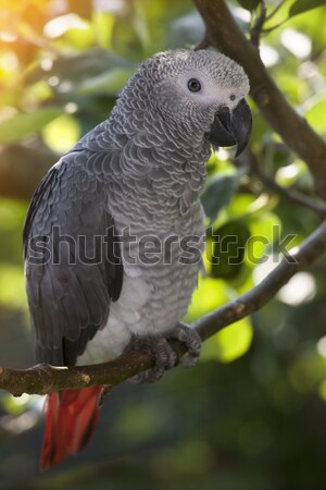 African Grey Parrot  Stock photo © mikdam